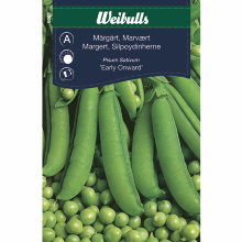 Margert 'Early Onward'